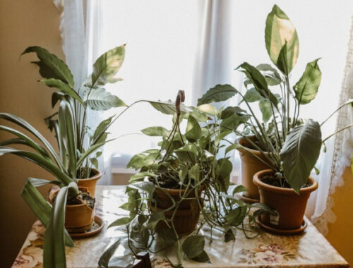 Флорист назвала 5 комнатных растений, которые не прощают ошибок в уходе Флорист назвала 5 комнатных растений, которые не прощают ошибок в уходе
