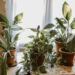 Флорист назвала 5 комнатных растений, которые не прощают ошибок в уходе