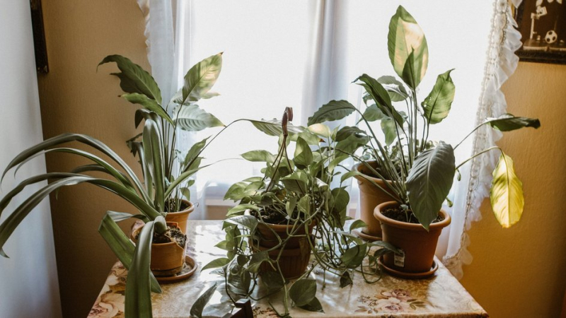 Флорист назвала 5 комнатных растений, которые не прощают ошибок в уходе