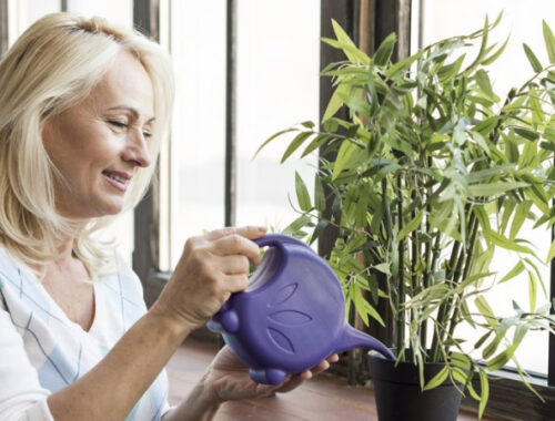 Как не погубить комнатные растения зимой: выбираем правильные места для размещения горшков с цветами Как не погубить комнатные растения зимой: выбираем правильные места для размещения горшков с цветами