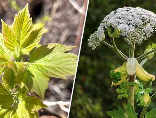 От борщевика до американского клёна: топ-5 растений, опасных для экосистемы