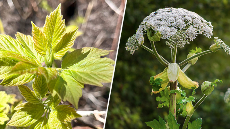 От борщевика до американского клёна: топ-5 растений, опасных для экосистемы