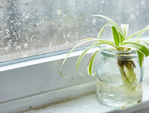 Топ-3 причины обзавестись хлорофитумом в городской квартире