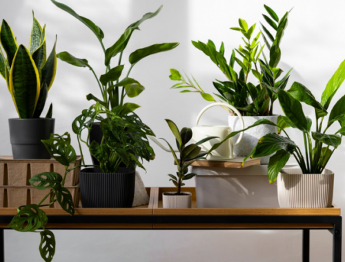 Топ-5 комнатных растений для спальни, которые помогут вам расслабиться и быстрее уснуть Топ-5 комнатных растений для спальни, которые помогут вам расслабиться и быстрее уснуть