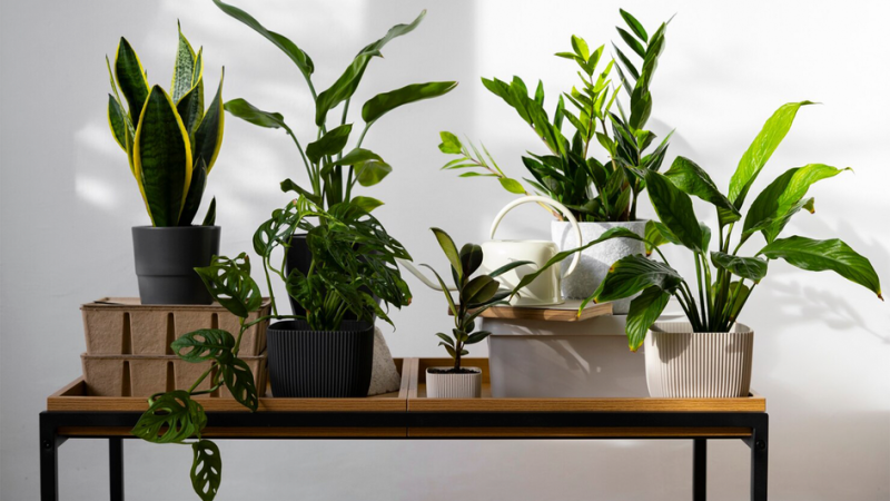 Топ-5 комнатных растений для спальни, которые помогут вам расслабиться и быстрее уснуть