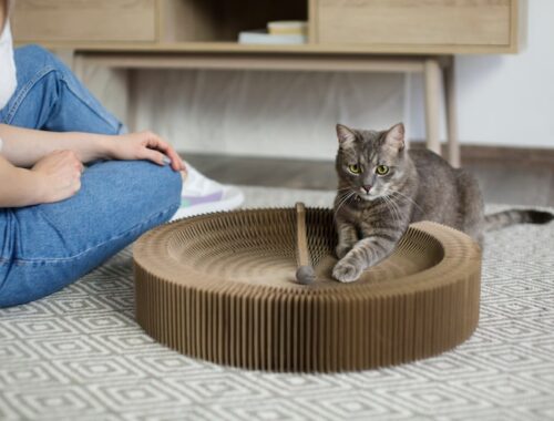 Как отучить кошку драть мебель в квартире Как отучить кошку драть мебель в квартире
