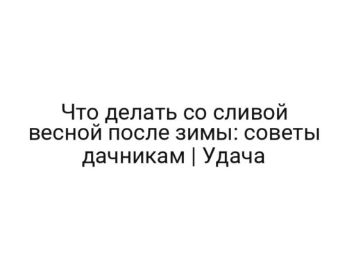 Что делать со сливой весной после зимы: советы дачникам | Удача