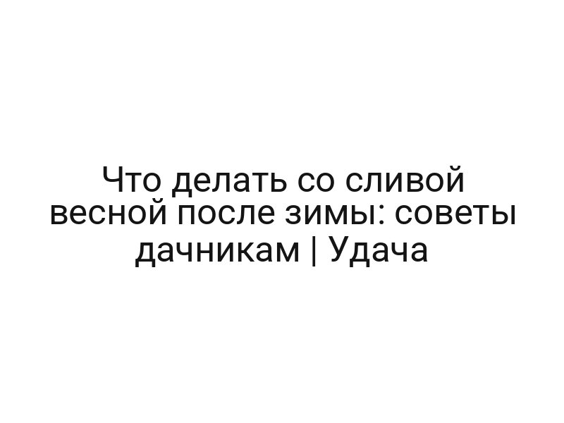 Что делать со сливой весной после зимы: советы дачникам | Удача